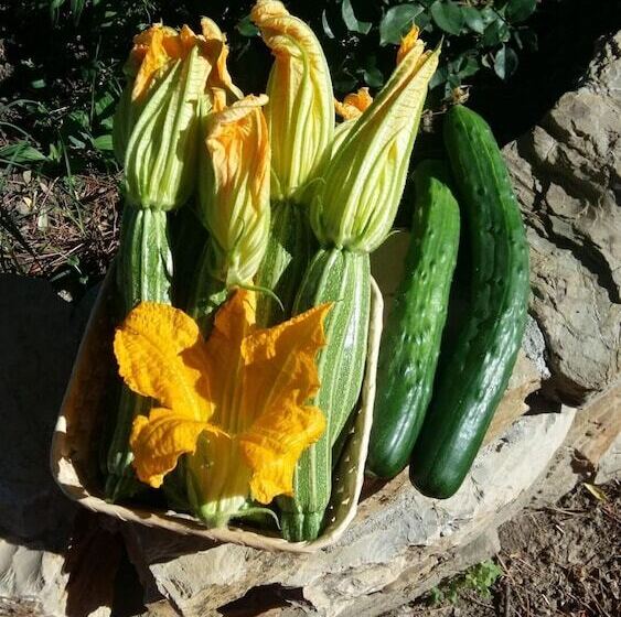 Charming 4 Bed Cottage 15 Minutes From Florence