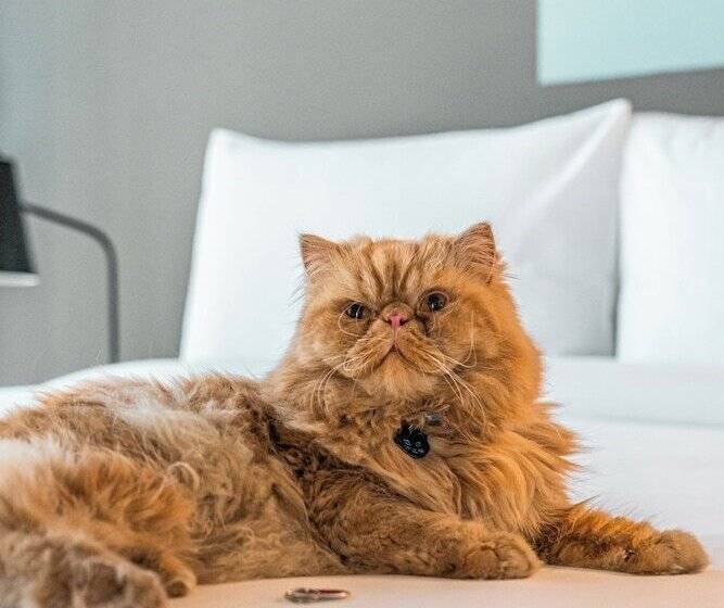 Отель Aloft Guadalajara Sur