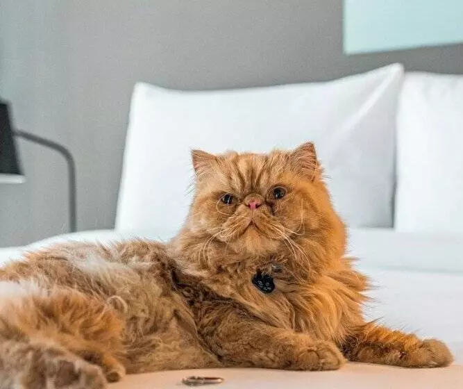 ホテル Aloft Guadalajara Sur