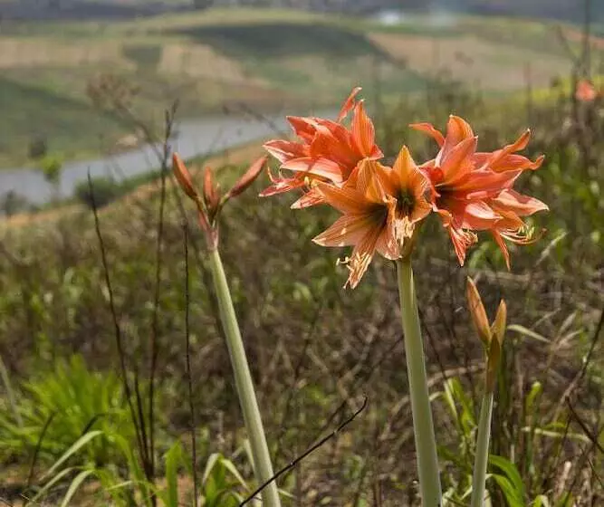 Hotelli Refúgio Do Rio Bonito
