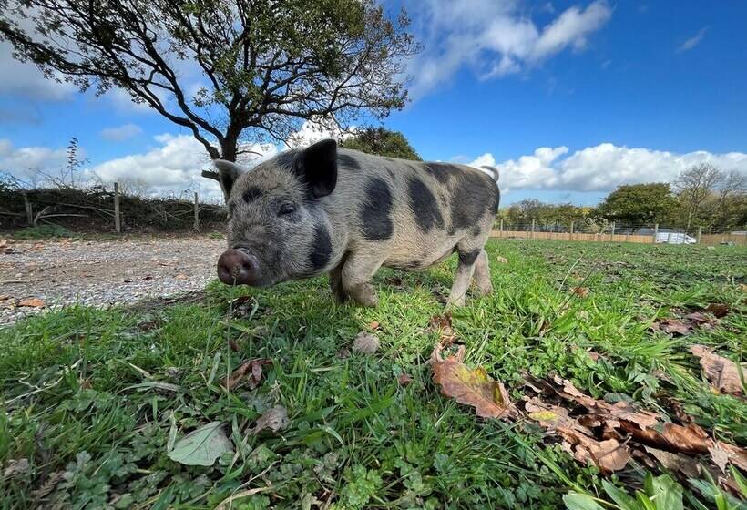 Hotelli Robin Hood Safari Tent