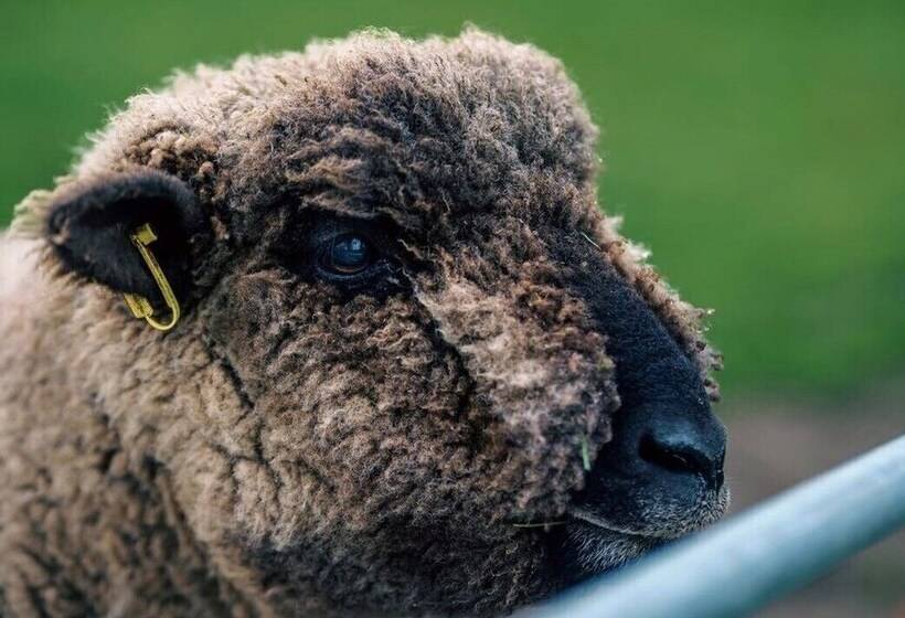 Hotelli Robin Hood Safari Tent