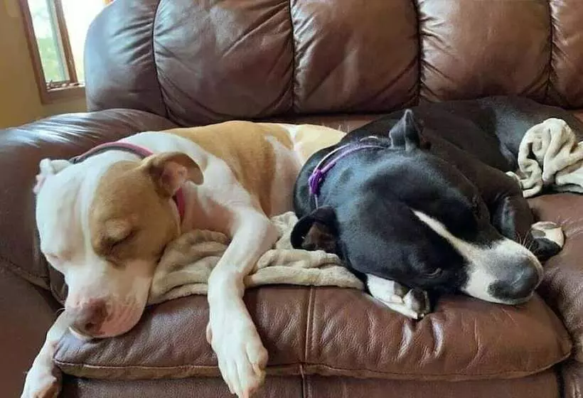 Lazy Dog Lodge On Minong Flowage