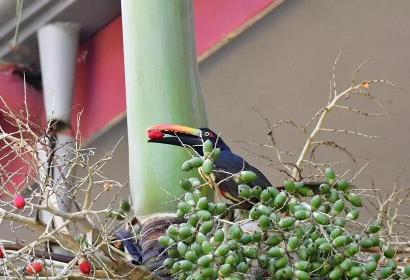 Отель Luz De Luna Bahía Ballena