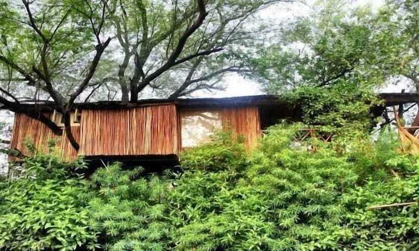 The Tree House Resort