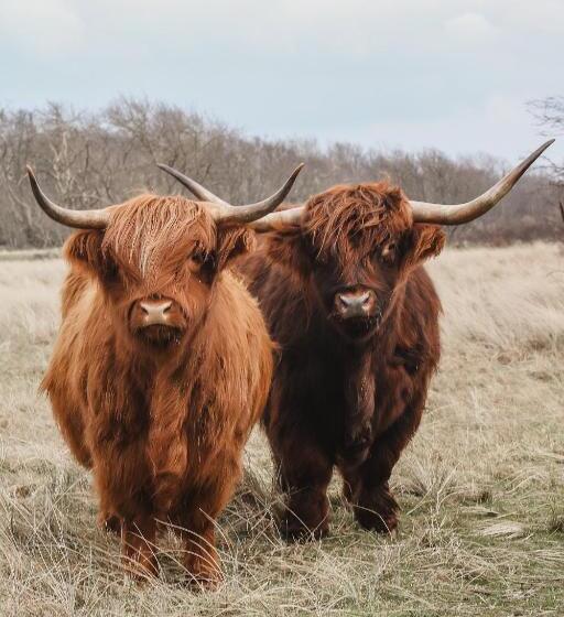 Hotel Strandhuisjes Zoomers Aan Zee
