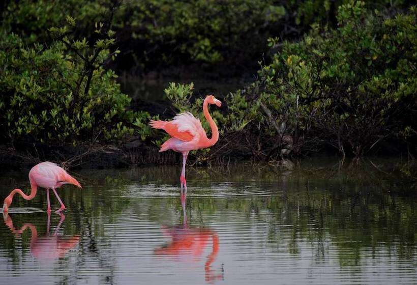 Rch Luxury Hotel & Pool