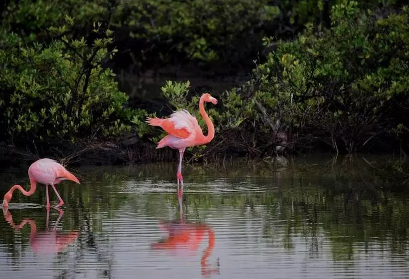 Rch Luxury Hotel & Pool