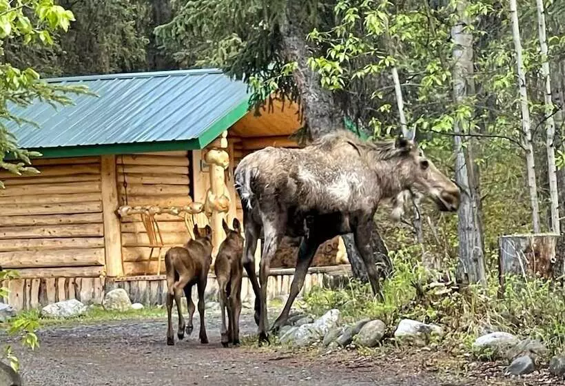 Hotelli Carlo Creek Cabins