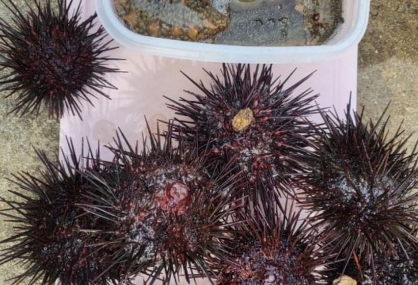 Taean Blue Sea And Pension