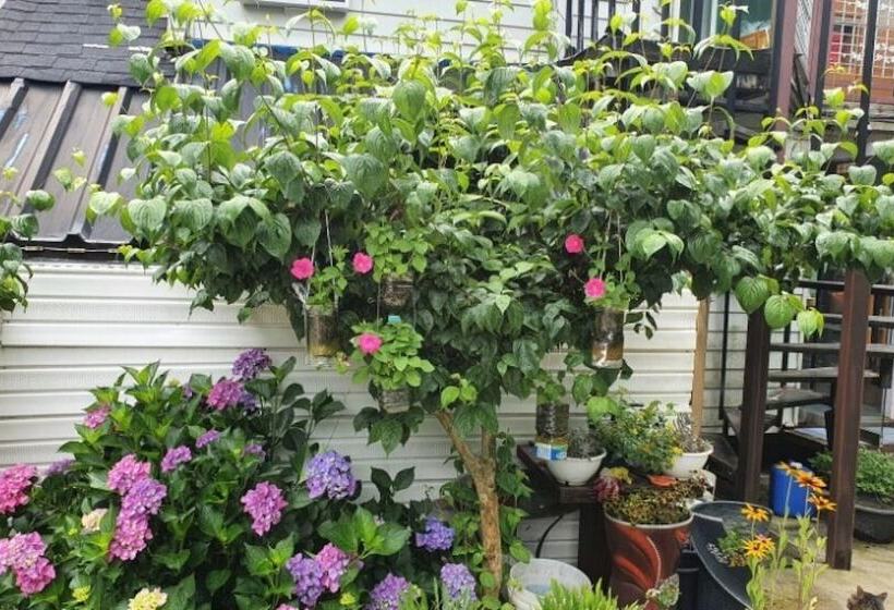 Yecheon Mulmalgeun Sangol Pension