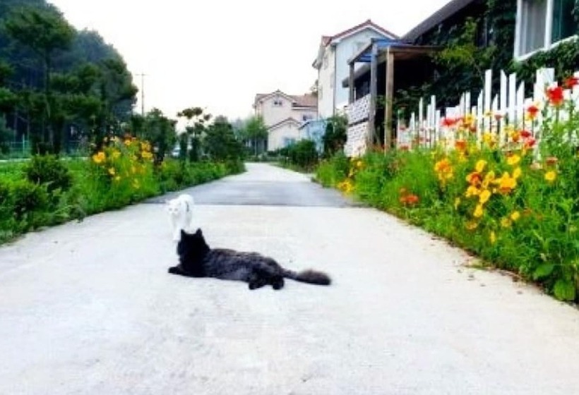 Jeongseon Daon Pension