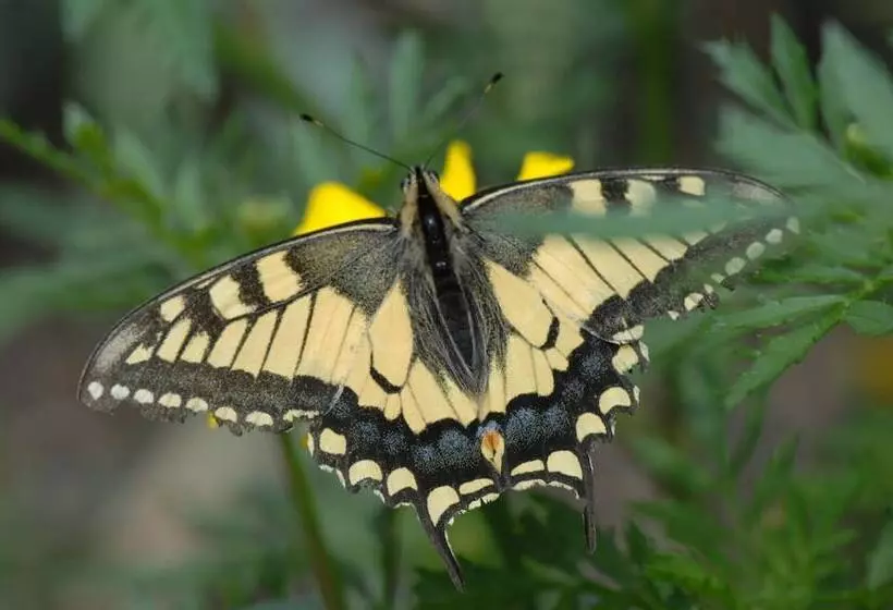 Majatalo Hinterkellaubauer