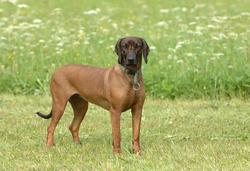 ペンション Hinterkellaubauer