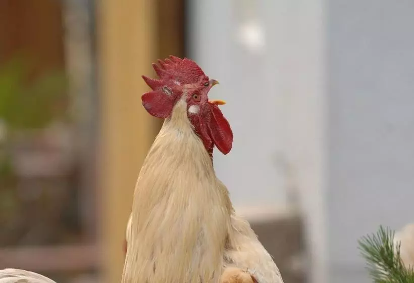 Majatalo Hinterkellaubauer