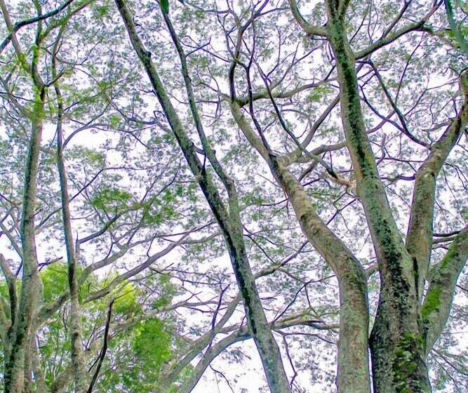 پانسیون Los Palmares Hostel