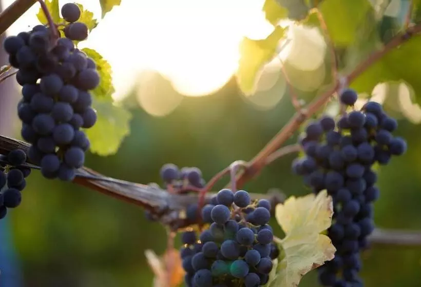 Majatalo Weingut Martin Blass