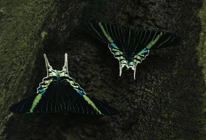 ホテル Grand Amazon Lodge & Tours