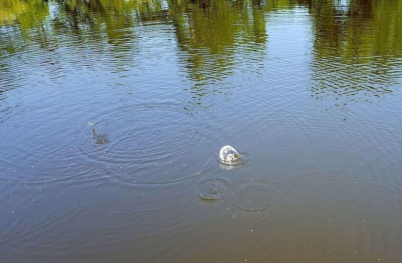 Sierra Escape Cabin With Fire Pit And Charcoal Grill By Redawning