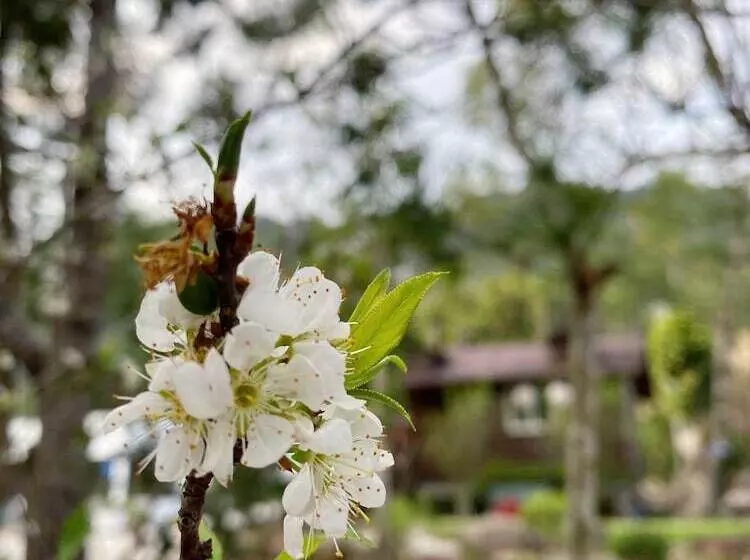 تختخواب و صبحانه Mei Zhi Lin Holiday Homestay
