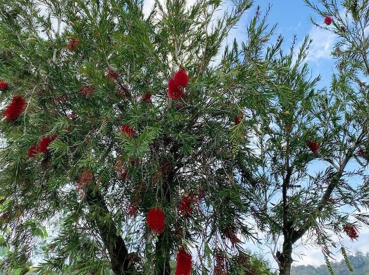 تختخواب و صبحانه Mei Zhi Lin Holiday Homestay