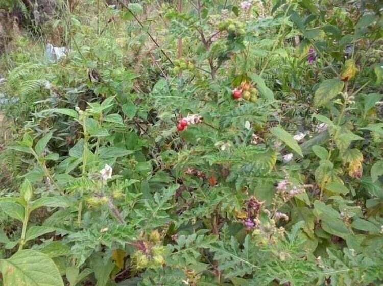 Pension Puente De Gocta