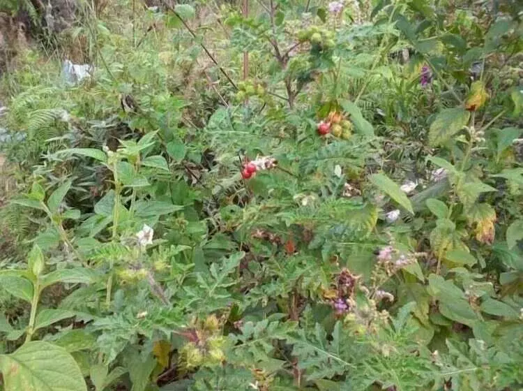 Majatalo Puente De Gocta