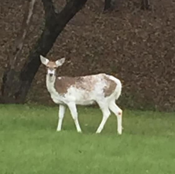 ペンション Trailside Inn