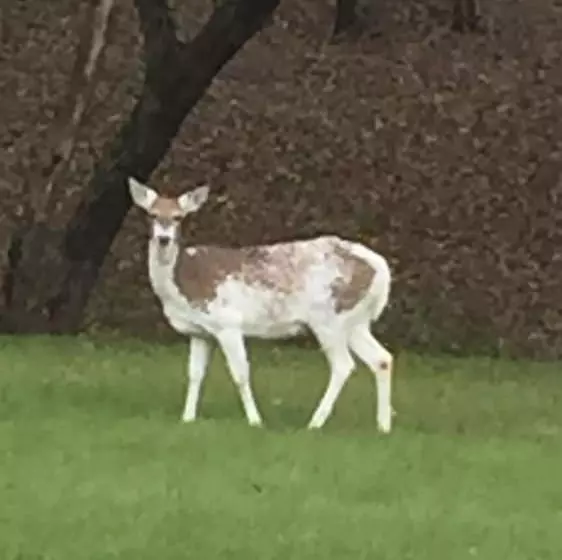 Majatalo Trailside Inn