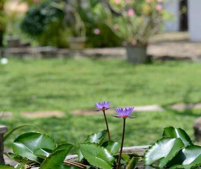 Отель Warahena Walauwa