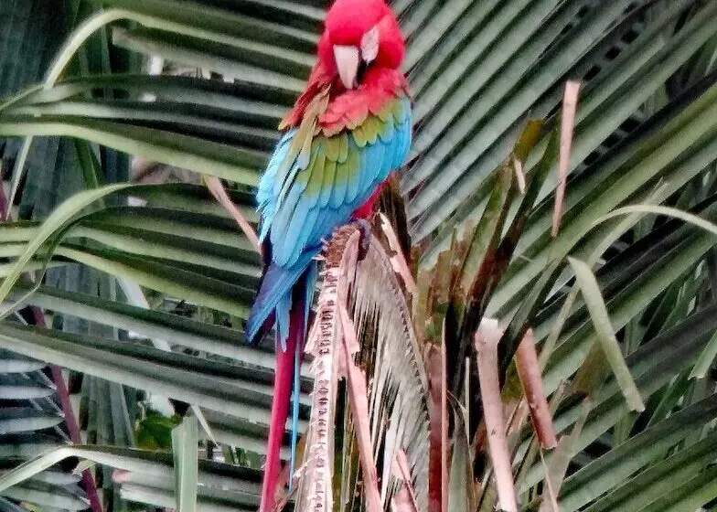 ユースホステル Tambopata Guest House