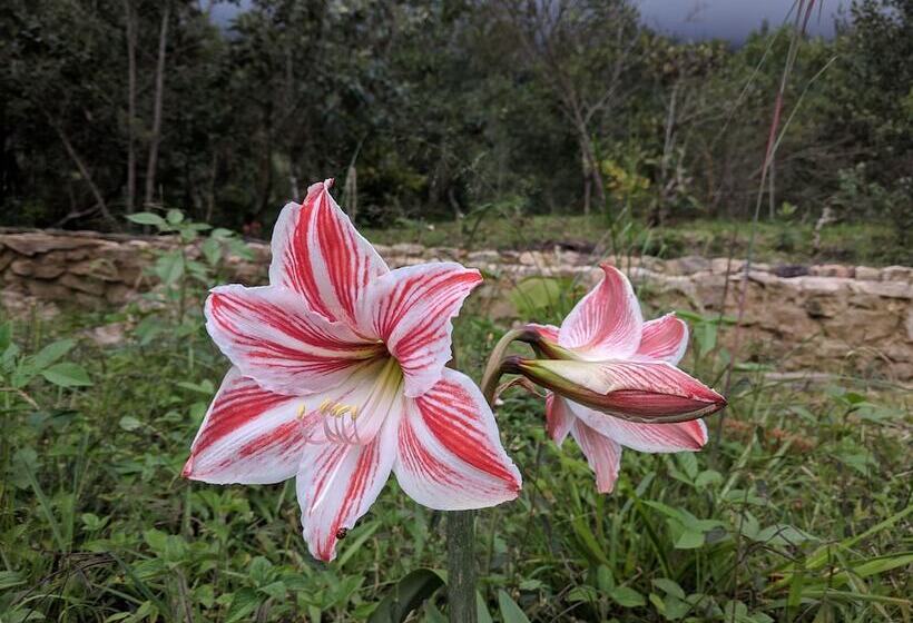 هتل Mamaq Tambo Lodge