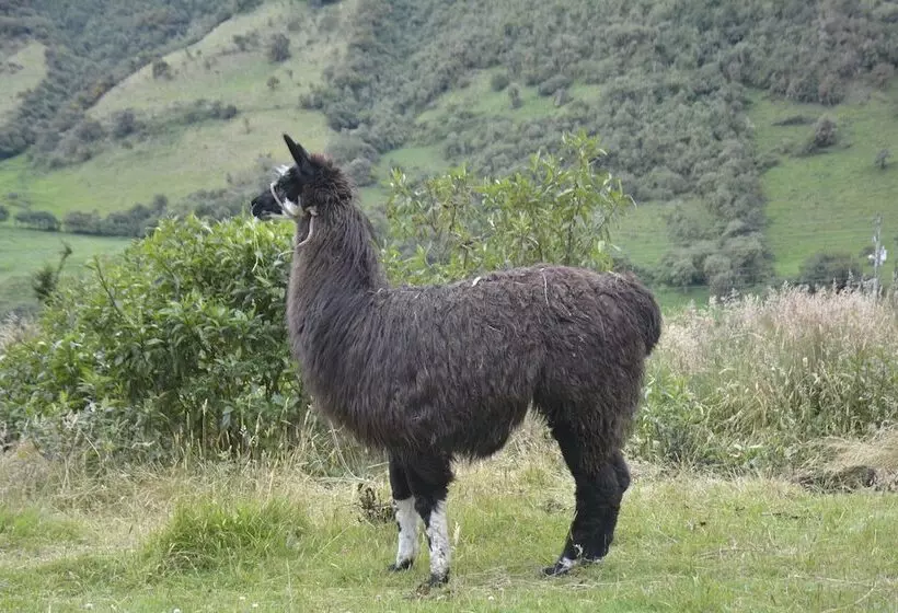 Hotelli Sol De Piedra Papallacta