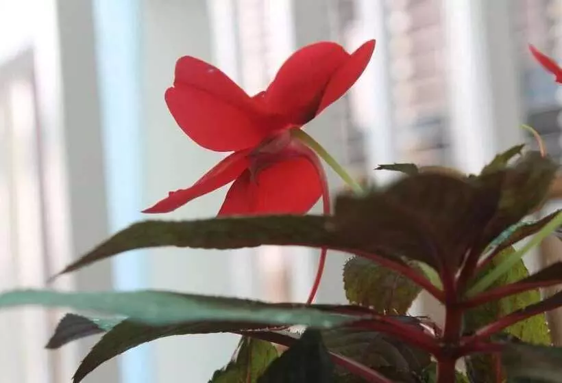 Gorkha Chhen Bed & Breakfast