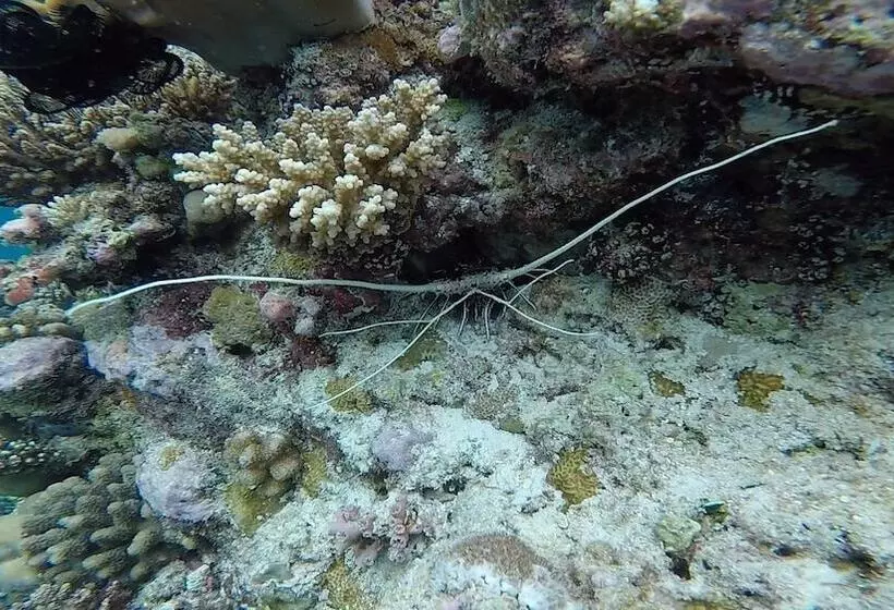 پانسیون Casa Enjoy Maldives