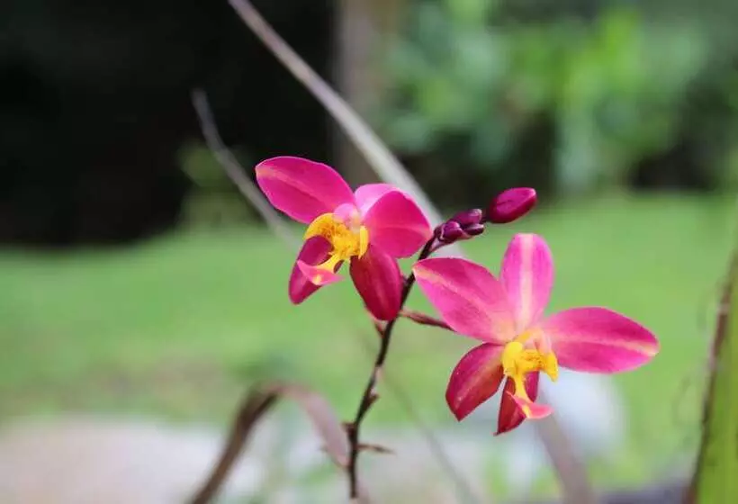 ホテル Kuyana Amazon Lodge