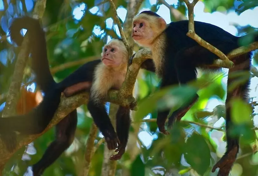 B&b Jardin De Los Monos