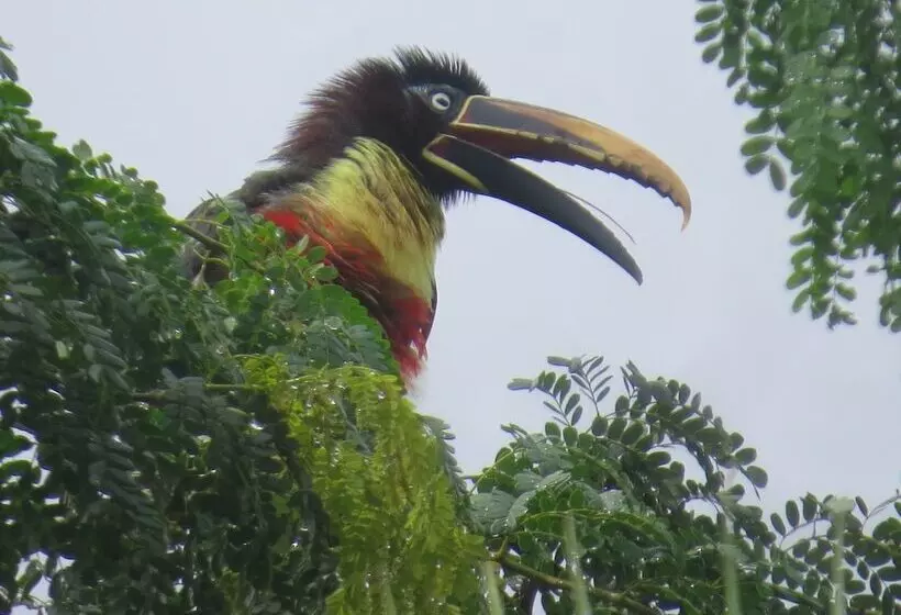 ホテル Alta Vista Amazon Lodge