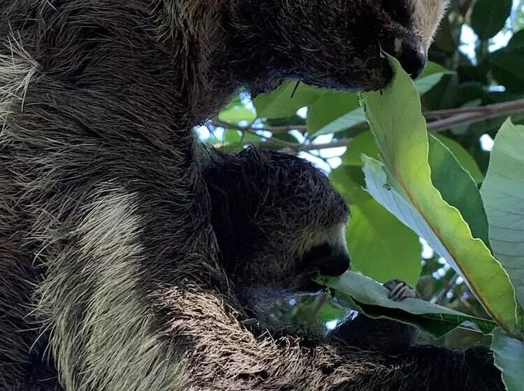 ホテル Alta Vista Amazon Lodge