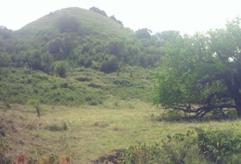 هتل Flemming Tree