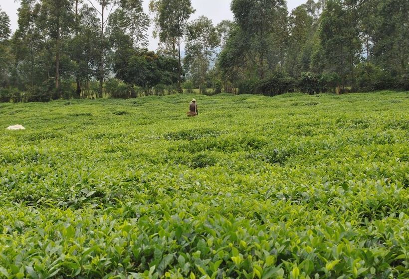 هتل The Crested Crane Bwindi