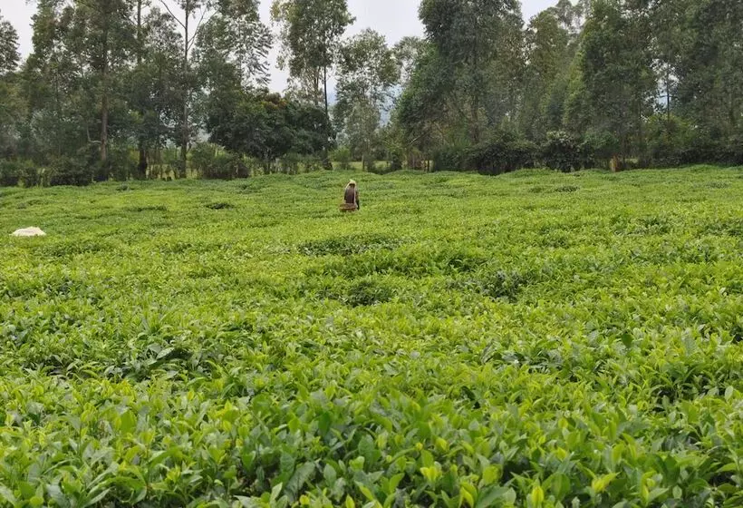 هتل The Crested Crane Bwindi