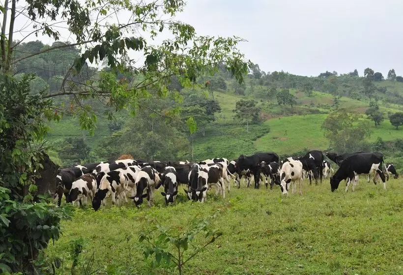 هتل The Crested Crane Bwindi