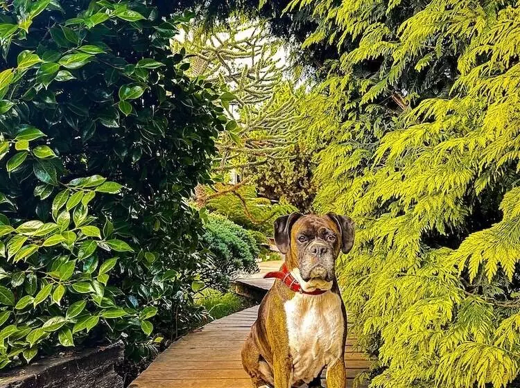 Cabañas Pewma Futrono