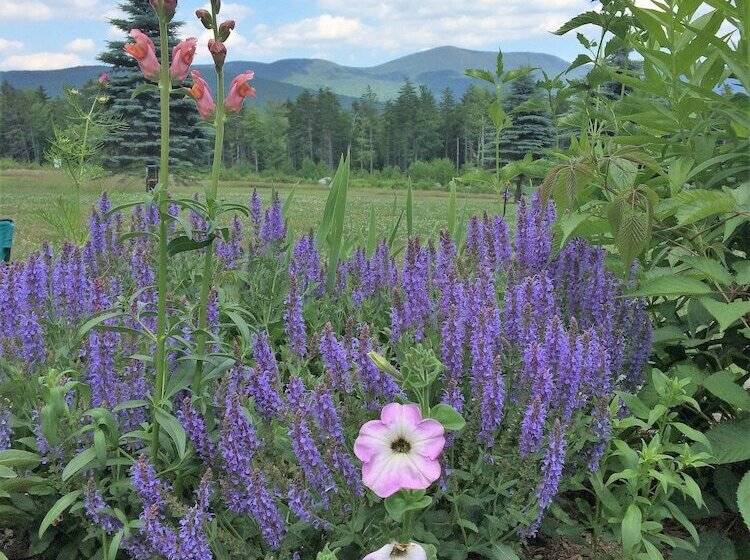 Robert Frost Mountain Cabins