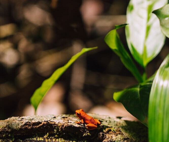 Bambuda Lodge Hostel