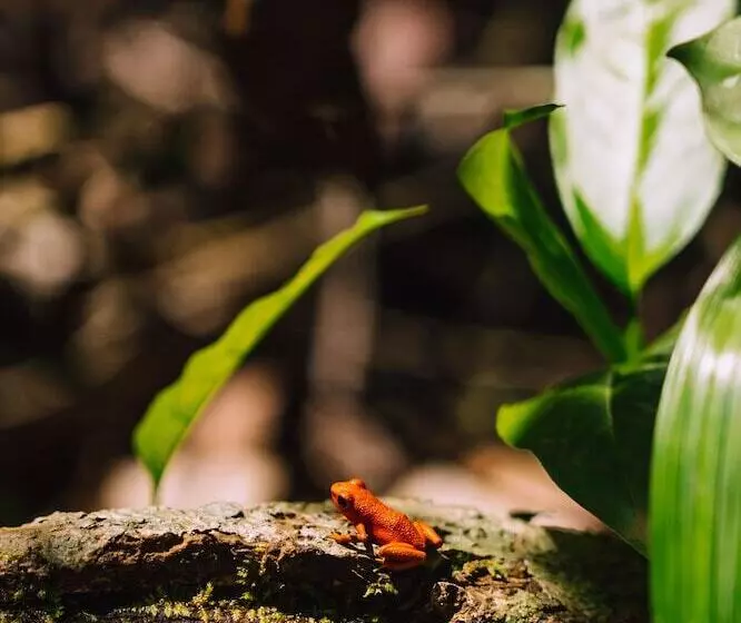 Bambuda Lodge   Hostel