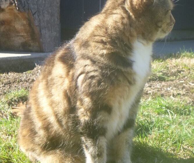 Lupin Lodge Bed And Breakfast