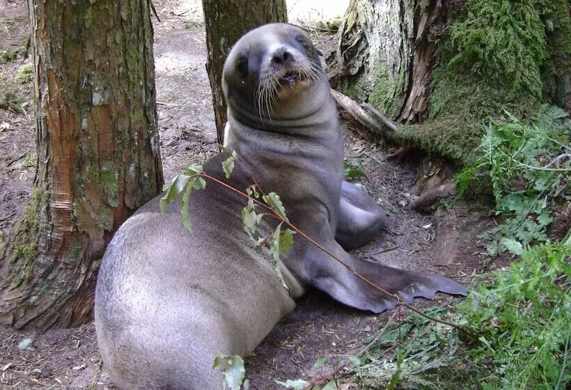 Lomakeskus Catlins Newhaven Holiday Park