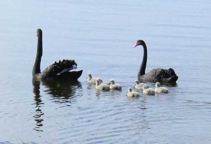 Отель Waterfront Retreat At Wattle Point